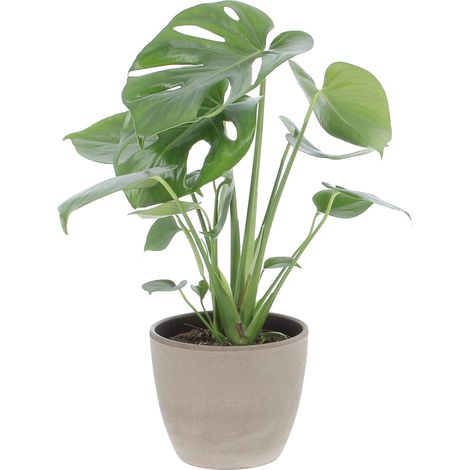 Monstera Deliciosa con Vaso in Ceramica Earth - H 45-55 cm Vaso da Coltura Ø 14 cm (1/4)