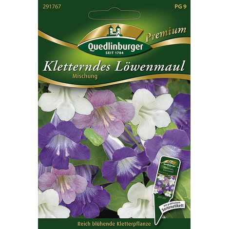Quedlinburger Saatgut – Muflier grimpant (Asarina) en mélange – Graines de fleurs, plante grimpante, 200 cm