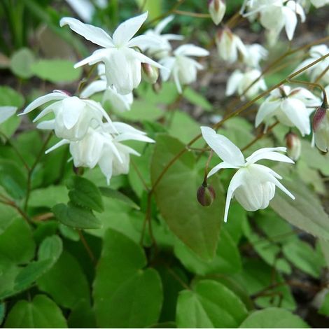 4 x Fleur des elfes  - Epimedium youngianum 'Niveum'  - godet (1/4)