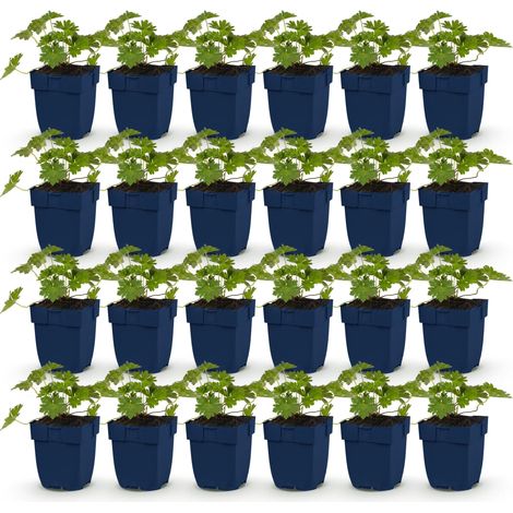 Géranium Vivace Rozanne Couvre-sol à Floraison Longue Bleu Lot de 24 Plantes Pot 11 cm - PANGIVO (1/5)