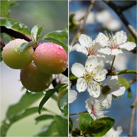 Semillas de Ciruelo Mirobolano. Prunus Cerasifera. 250 Gramos