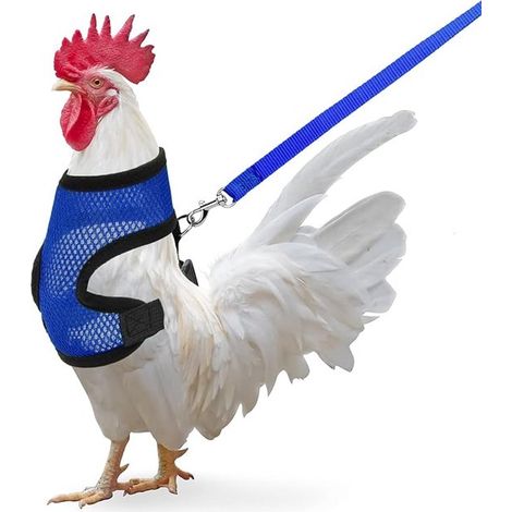 Harnais pour poules avec laisse, laisse réglable pour poules, canards et chiots (bleu, taille M) (1/4)