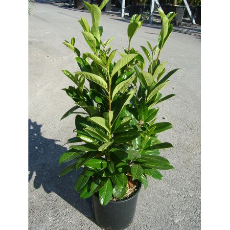 Gardenaria Prunus Laurocerasus 'Novita' - Arbusto ornamentale da giardino - Altezza: 100/120cm (vaso24) (1/2)