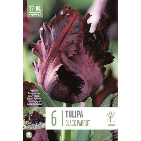 Bulbi di Tulipano Black Parrot 6 pz Kapiteyn