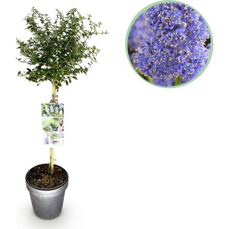 Céanothus thyrsiflorus Repens sur Tige - Plante de Terrasse Fleurs Bleues - Pot 19cm H90cm - PANGIVO (1/5)