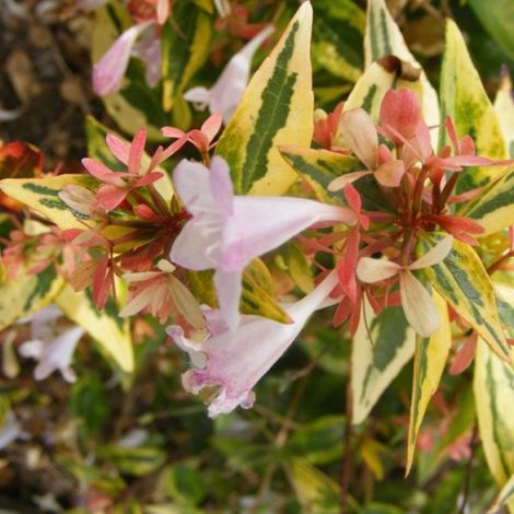 Abelia 'Francis Moon' 'Francis mason' - 25-30 cm pot