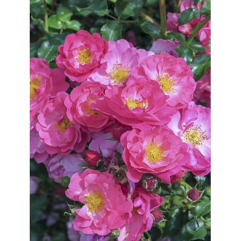 Rosier à fleurs groupées 'Rigo Rosen Hotline' Pot de 3L/4L (1/2)