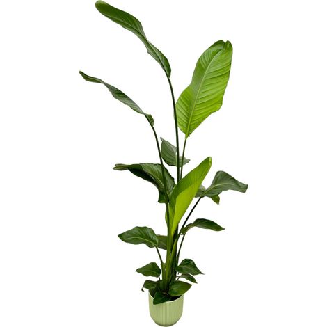 Strelitzia Nicolai Plante d'Intérieur Oiseau du Paradis Blanc avec Pot Vert - 130 cm - Ø18 cm - PANGIVO