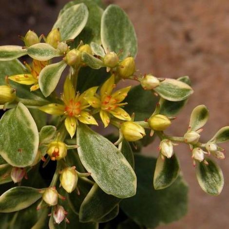 Orpin kamtschaticum Variegatum, Sedum/Godet - 5/20 cm