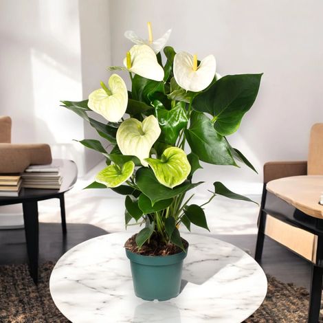 Gardenaria Anthurium andreanum 'White success' - Pianta da interno ornamentale - Altezza: 50 cm (vaso 14)
