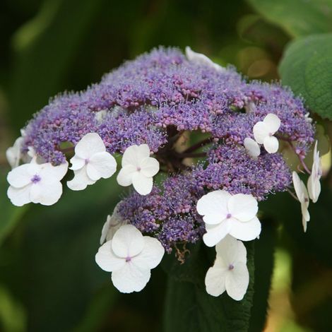 Hortensia villosa - Hydrangea villosa  - 25-30 cm pot