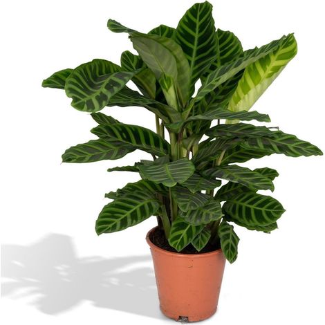 Calathea Zebrina Plante d’Intérieur Tropicale Feuillage Vivant Pot 19 cm Hauteur 80 cm - PANGIVO (1/5)