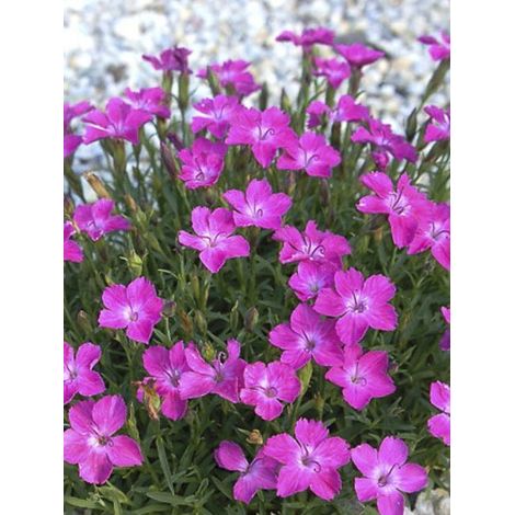 Œillet bleuâtre 'Kahori ' Pot de 2L/3L (1/2)
