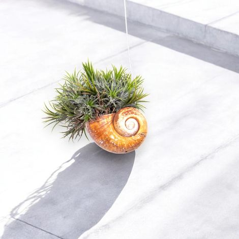 Gardenaria Tillandsia 'Shelly' - Pianta da interno ornamentale - Altezza: 30 cm (vaso 10) (1/5)