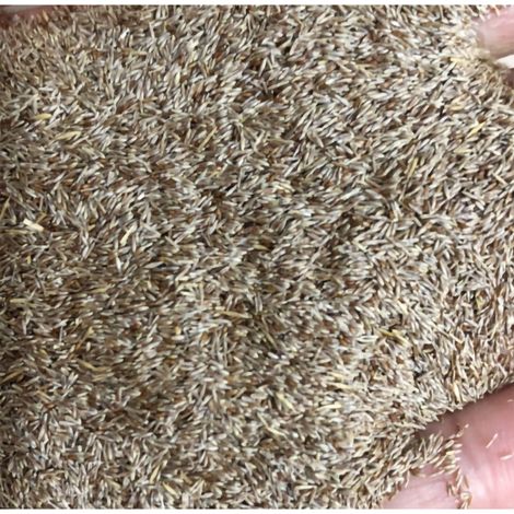 Graines de Pampas (200 pièces) – Mélange de Couleurs pour Décor Facile et Culture Rustique