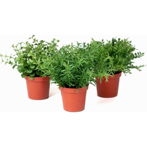 Herbe variée mini plantes assorties 3 pots Feuilles plastique H15cm
