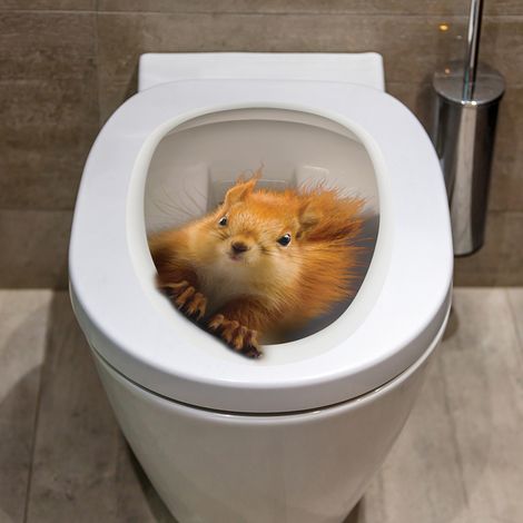 Sollbry Autocollants d'écureuil autocollants de couvercle de toilette autocollants de siège de toilette imperméables amovibles pour salle de bains WC décor de toilettes (1/4)