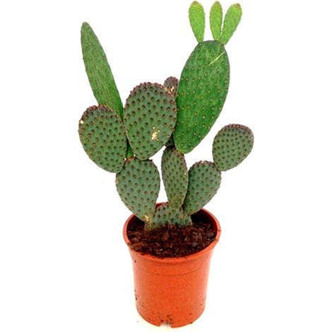 Planta Natural Cactus Opuntia en Maceta M17