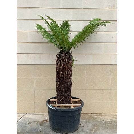 Fougère Arborescente Dicksonia Antarctica H 100-110 cm Pot 55 cm Persistante (1/3)