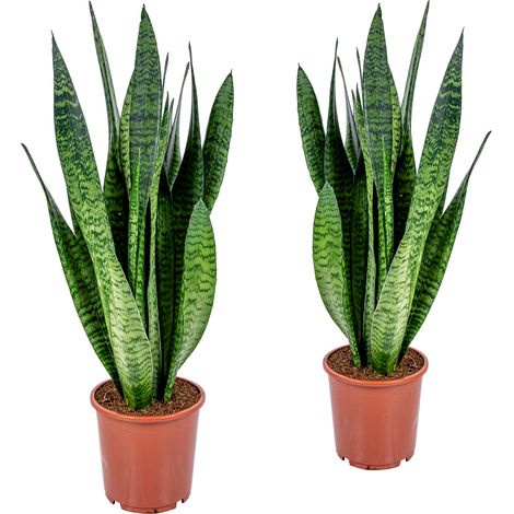 Bloomique - Lot de 2 - Sansevieria Zeylanica - Langue de belle-mère - Plantes d’intérieur - Dépolluantes - Très facile d’entretien - Hauteur 50-70 cm - Pot 17 cm