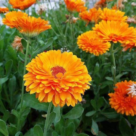 1000 Graines de Calendula – Graines de Souci Faciles à Semer au Printemps et en Automne, Idéal Massif Fleuri, Culture en Pot, Résistant au Froid et à l’Ombre (1/5)