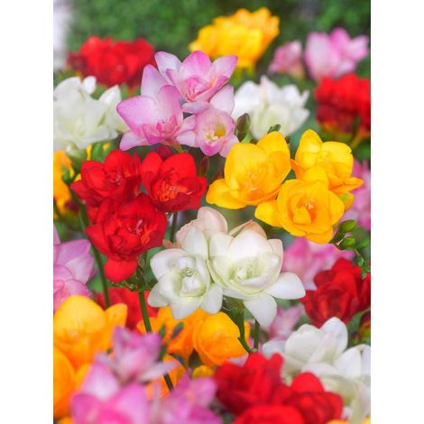 bulbi di FREESIA DOPPIA MIXED 5/6