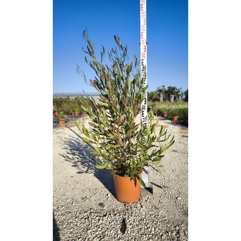 Dodonaea Viscosa Pot 24 cm Arbuste Persistant à Feuillage d'Extérieur (1/4)