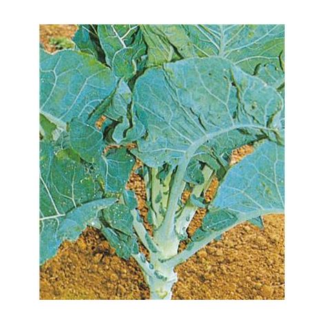 CHOU FOURRAGER PROTEOR - 25 G - graines