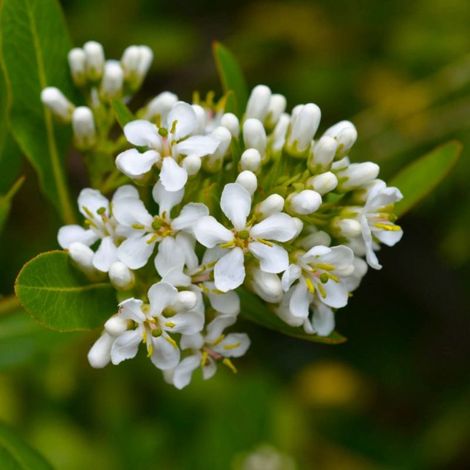 Escallonia blanc (Escallonia 'Iveyi')