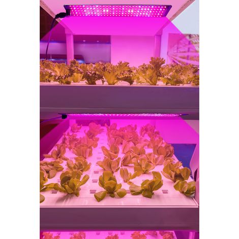 Ortviai Lampe LED de Croissance pour Plantes – Panneau Lumineux Plein Spectre 30 x 8 cm, 3 unités, minuterie intelligente 24 h