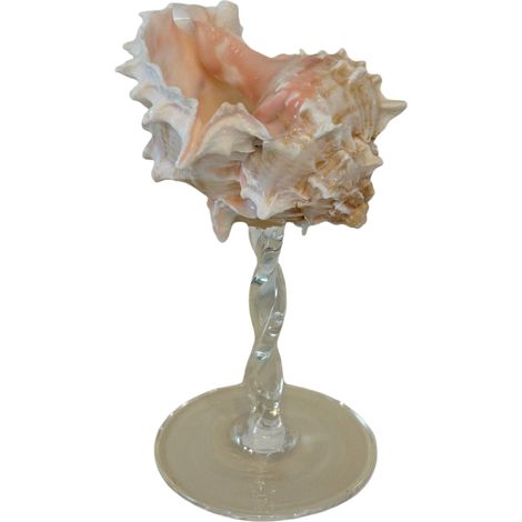 Verre à vin à pied en coquillage naturel, verre artistique en coquillage irrégulier, décoration intérieure.