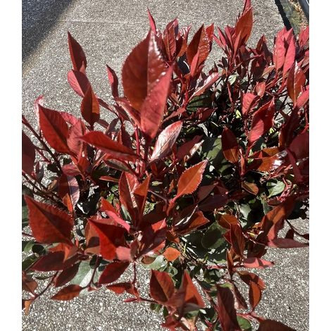 Gardenaria Photinia 'Little Red Robin' - Arbusto ornamentale da giardino - Altezza: 50/70 cm (vaso19) (1/2)