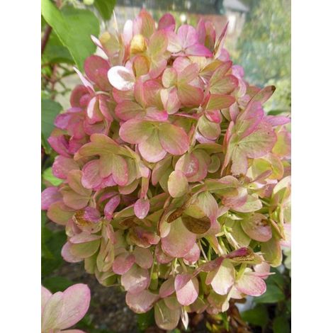 Hortensia paniculé 'Pastelgreen' Pot de 3L/4L (1/2)