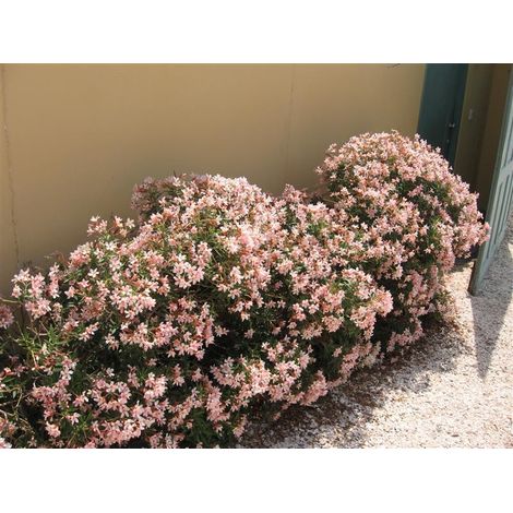 Oleandro "Nerium Oleander" pianta in vaso ø9 cm - Rosa salmone