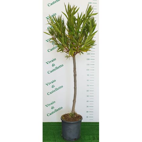 Oleandro ad alberello "Nerium oleander" pianta in mastello  45 circonf. 18/25 cm COLORI CASUALI