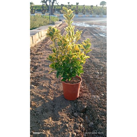 EUONYMUS JAPONICUS CESP.17 AUREA