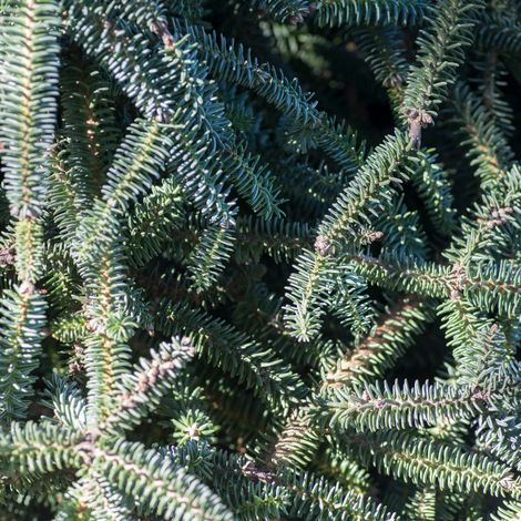 Sapin Glauca - Abies procera Glauca 20/30cm Pot 2,5L