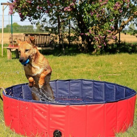 Piscine pliable pour chien, en PVC résistant aux rayures, 80 cm de diamètre, 20 cm de hauteur, revêtement antidérapant et bouchon de vidange, sans pompe, piscine robuste pour enfants, bleu/rouge. (1/4)