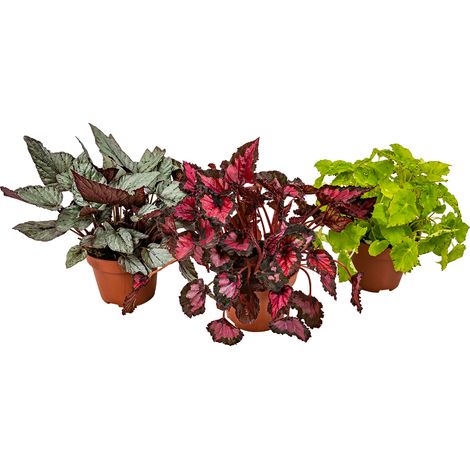 Begonia 'Beleaf' - Bégonia à feuilles - Lot de 3 - Plante d’intérieur - Pot ⌀12 cm - 25-35 cm