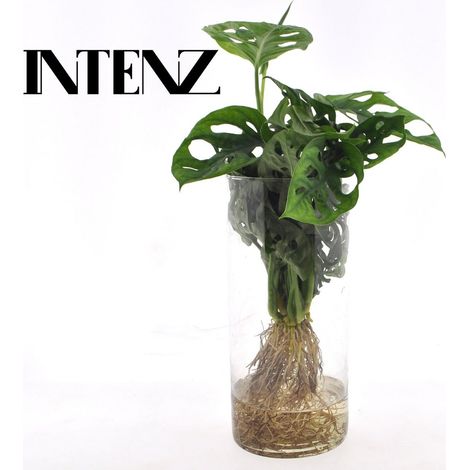 Monstera en Verre Cylindrique Plante Hydroponique Décorative Feuillage Vert Ø 12 cm Hauteur 25 cm - PANGIVO