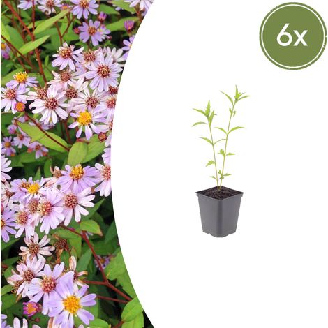 Lot de 6 Kalimeris incisa Blue Star Plantes Vivaces de Jardin Fleurs Bleu Clair 10-25 cm Ø 9 cm - PANGIVO (1/5)