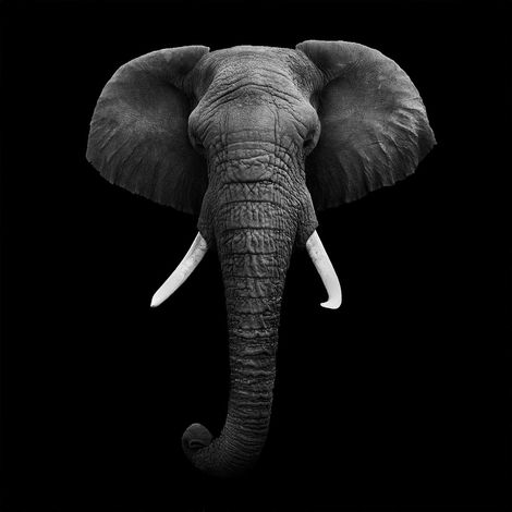 Tableau animaux elephant noir et blanc ivoire - 50x50 cm (1/5)