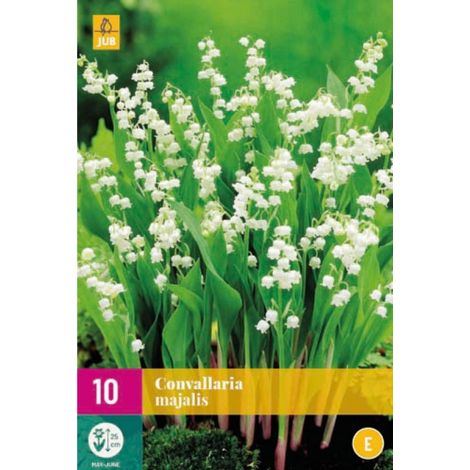 10 MUGUETS CONVALLARIA MAJALIS Blanc