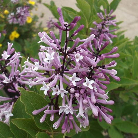 Lilas de Chine  - Syringa patula 'Miss Kim'  - 40-60 cm pot
