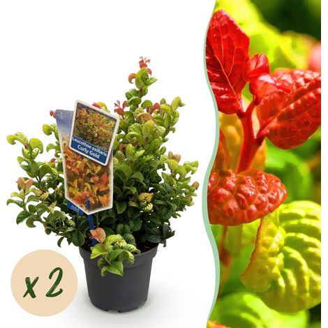 Leucothoe axillaris Curly Gold - Lot de 2 Arbustes Persistants Jaunes - Pot 17 cm - Hauteur 40 cm - PANGIVO (1/5)
