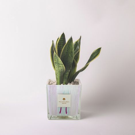 Sansevieria in vaso cubo vetro decorato Made in Italy Clio - Lilla