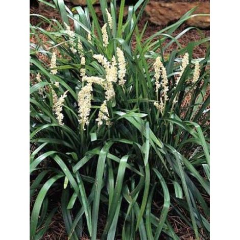 Liriope muscari 'Monroe White' Pot de 2L/3L (1/2)