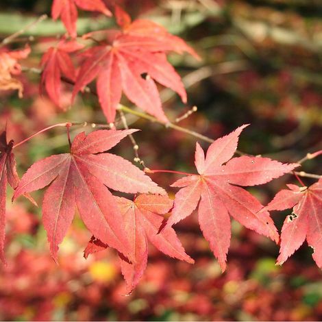 Érable du Japon - Acer palmatum 'Atropurpureum' - 50-60 cm pot