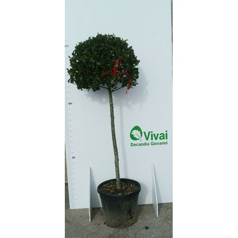 PIANTA DI AGRIFOGLIO ILEX VERDE IN VASO  (foto reali) ALTEZZA 100/120 CM