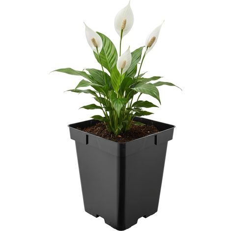 Garronda Pflanztopf Kunststoff 19,5 x 19,5 x 19 cm (5L) eckig mit Drainagelöchern Blumentopf robust Pflanzentopf für Garten Gewächshaus Balkon Anzucht Innen Außenbereich Schwarz GD-0199